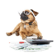 Dog Breed Small Brabant Accountant