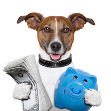 money dog holding a blue piggybank